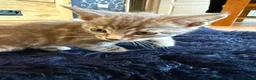 Mixed Breed cats for sale: Beautiful kittens for sale - Advert 7