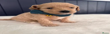 Maltipoo 4