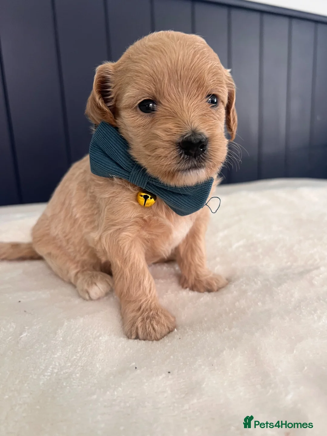 Maltipoo dogs for sale: Outstanding Maltipoos Puppies Ready to leave  - Advert 7
