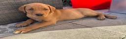 Labrador Retriever dogs for sale: 3 FoxRed Labrador Boys Available  - Advert 4