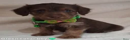 Jack Russell dogs for sale: ♡♡♡Beautiful Jack Russel Puppies Ready Soon!!♡♡♡ - Advert 10