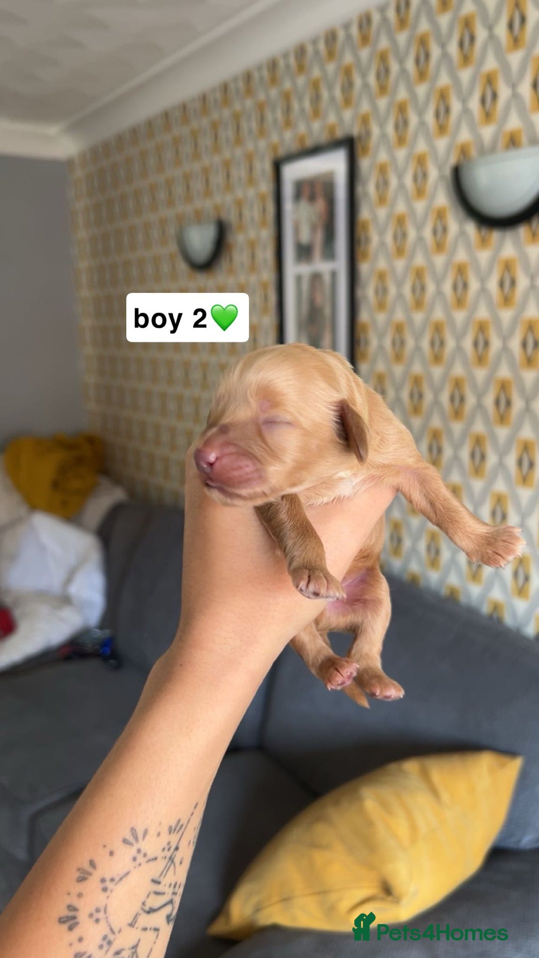 Cockapoo dogs for sale: 2 weeks old cockapoos  - Image 31
