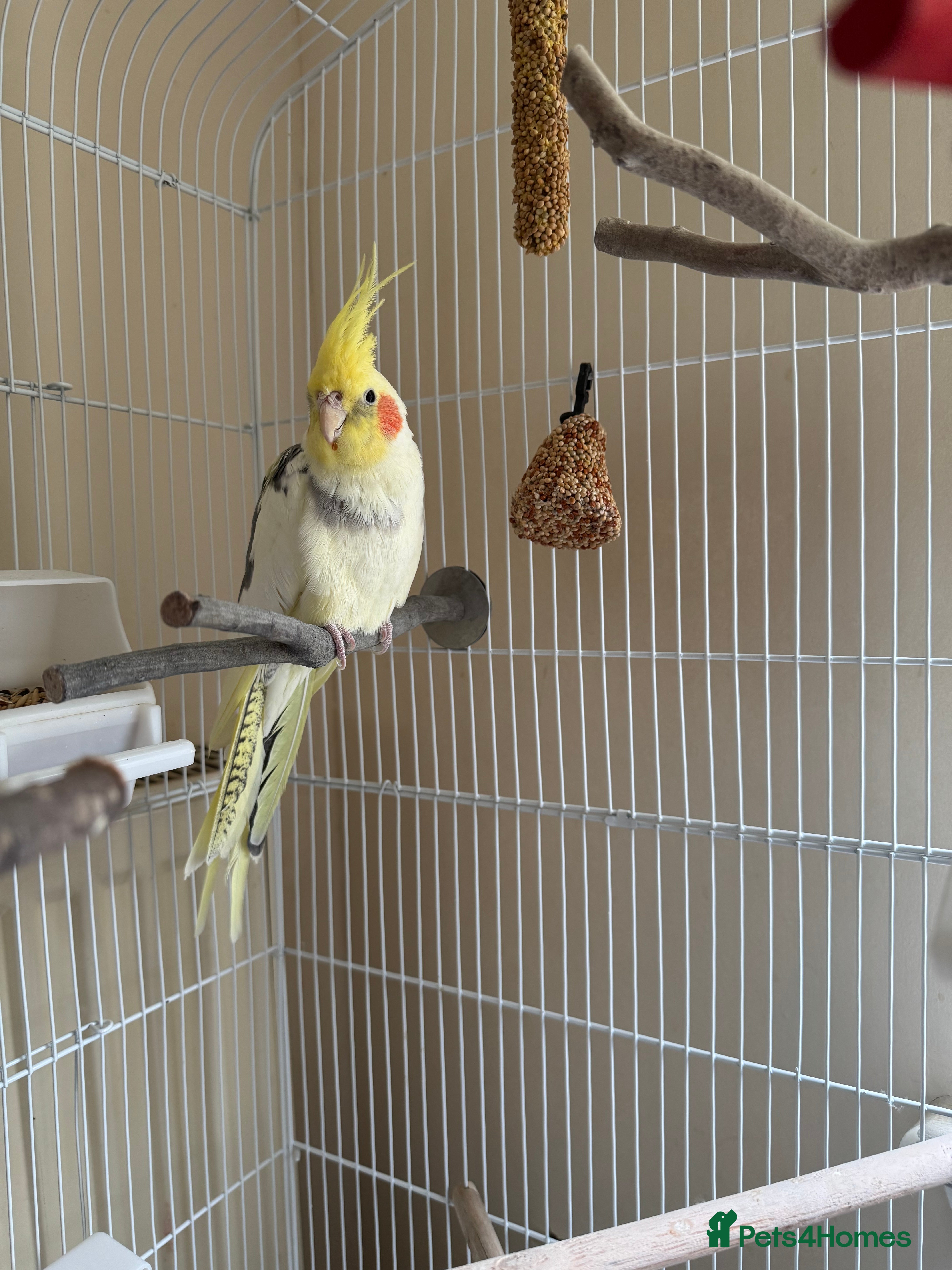 Cockatiels birds Male cockatiel - Advert 2