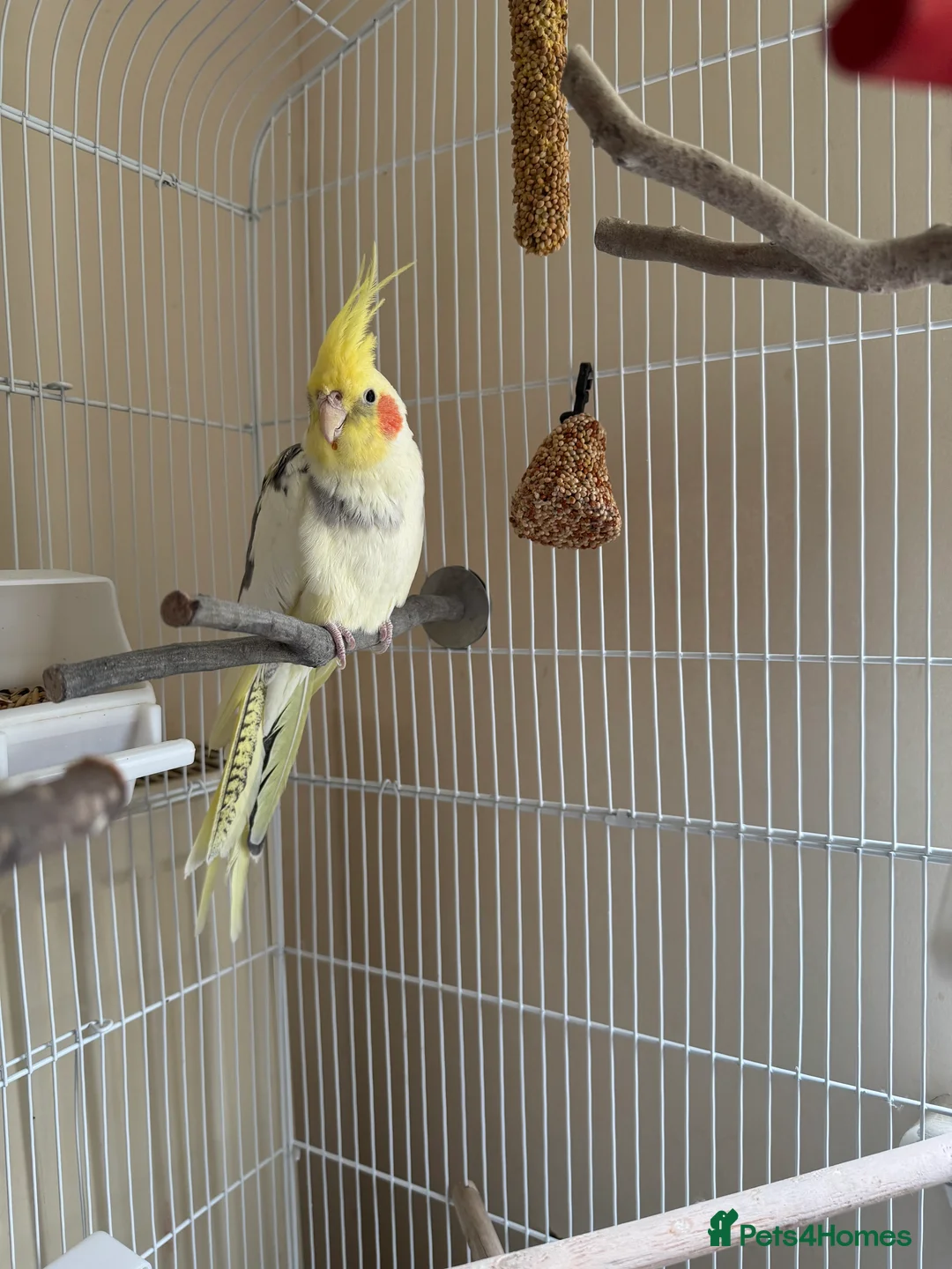 Cockatiels birds for sale: Male cockatiel - Advert 1