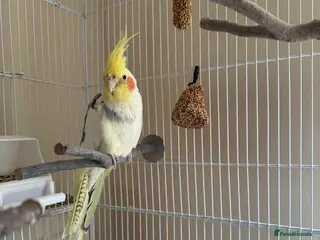 Cockatiels birds Male cockatiel - Advert 2