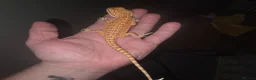 Bearded Dragon reptiles for sale: Bearded dragon,Tank and accessories  in Wallasey - Advert 2