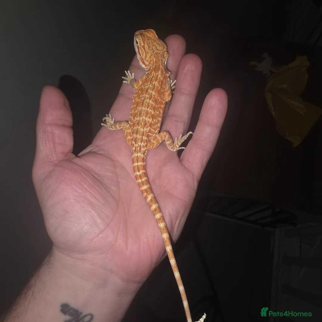 Bearded Dragon reptiles for sale: Bearded dragon,Tank and accessories  in Wallasey - Advert 2