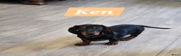 Dachshund dogs for sale: Beautiful Daxis - Advert 17