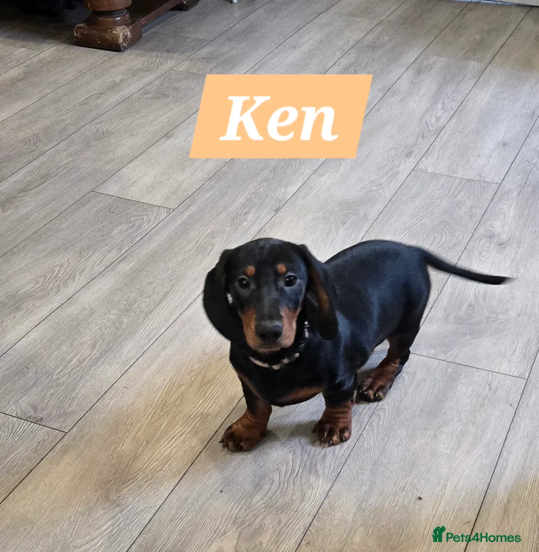 Dachshund dogs for sale: Beautiful Daxis - Advert 17