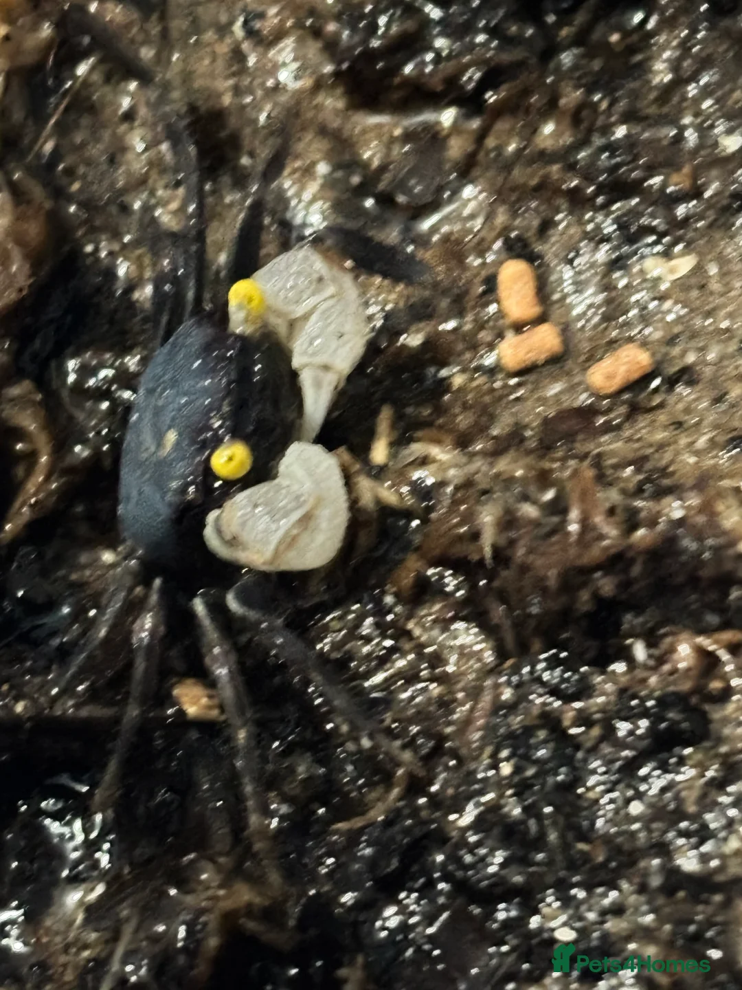 Crabs invertebrates for sale: Golden Eyed Vampire Crab - Advert 2