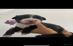 Mixed Breed dogs for sale: Staffyxdalmation st bernard - Image 4