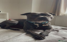 Staffordshire Bull Terrier dogs for sale: Reggie - 2 year old blue/brindle staffy  - Image 1