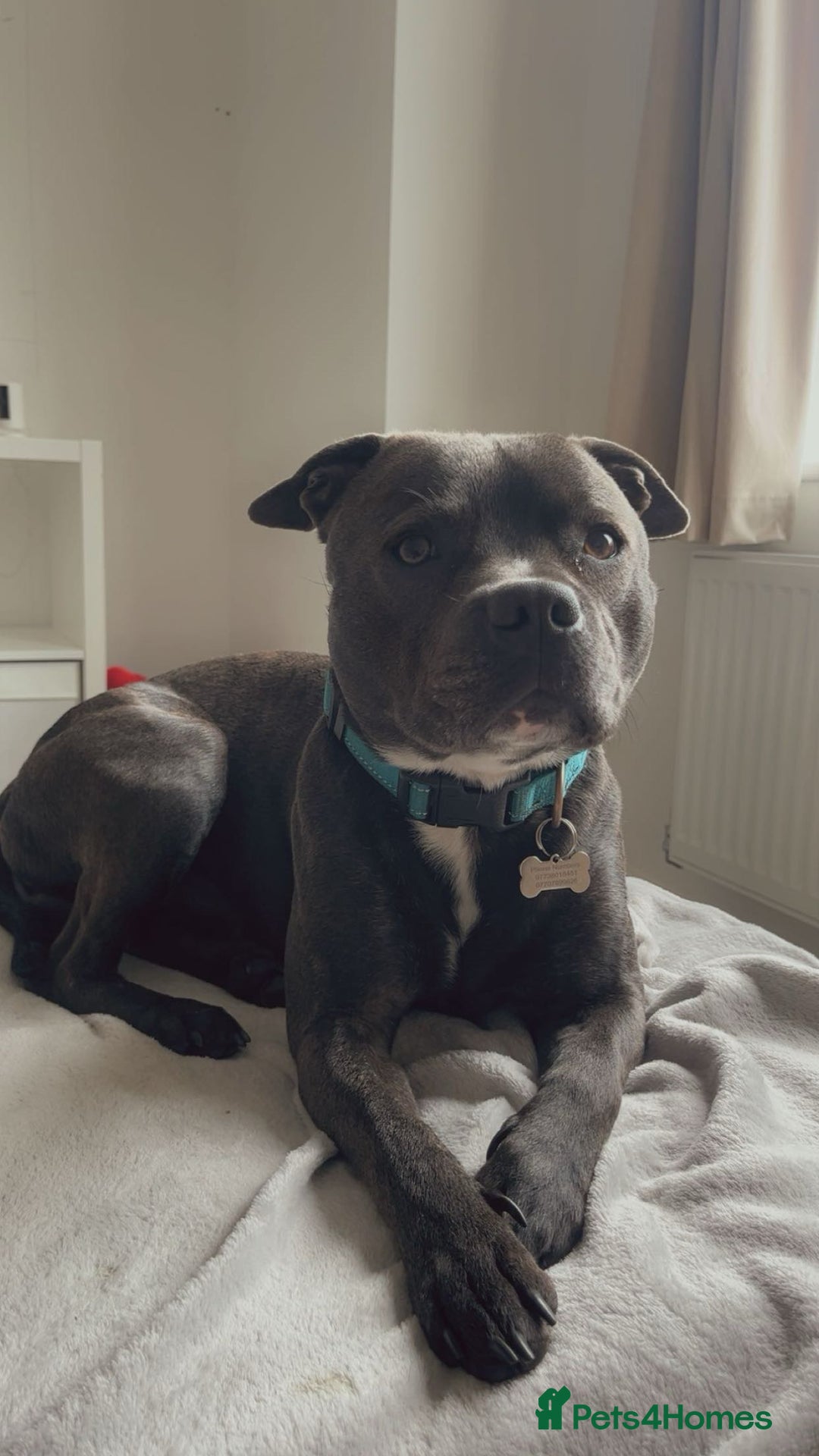 Staffordshire Bull Terrier dogs for sale: Reggie - 2 year old blue/brindle staffy  - Image 1