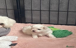 Maltese dogs for sale: 🤩Gorgeous little boy 🤩 - Image 8