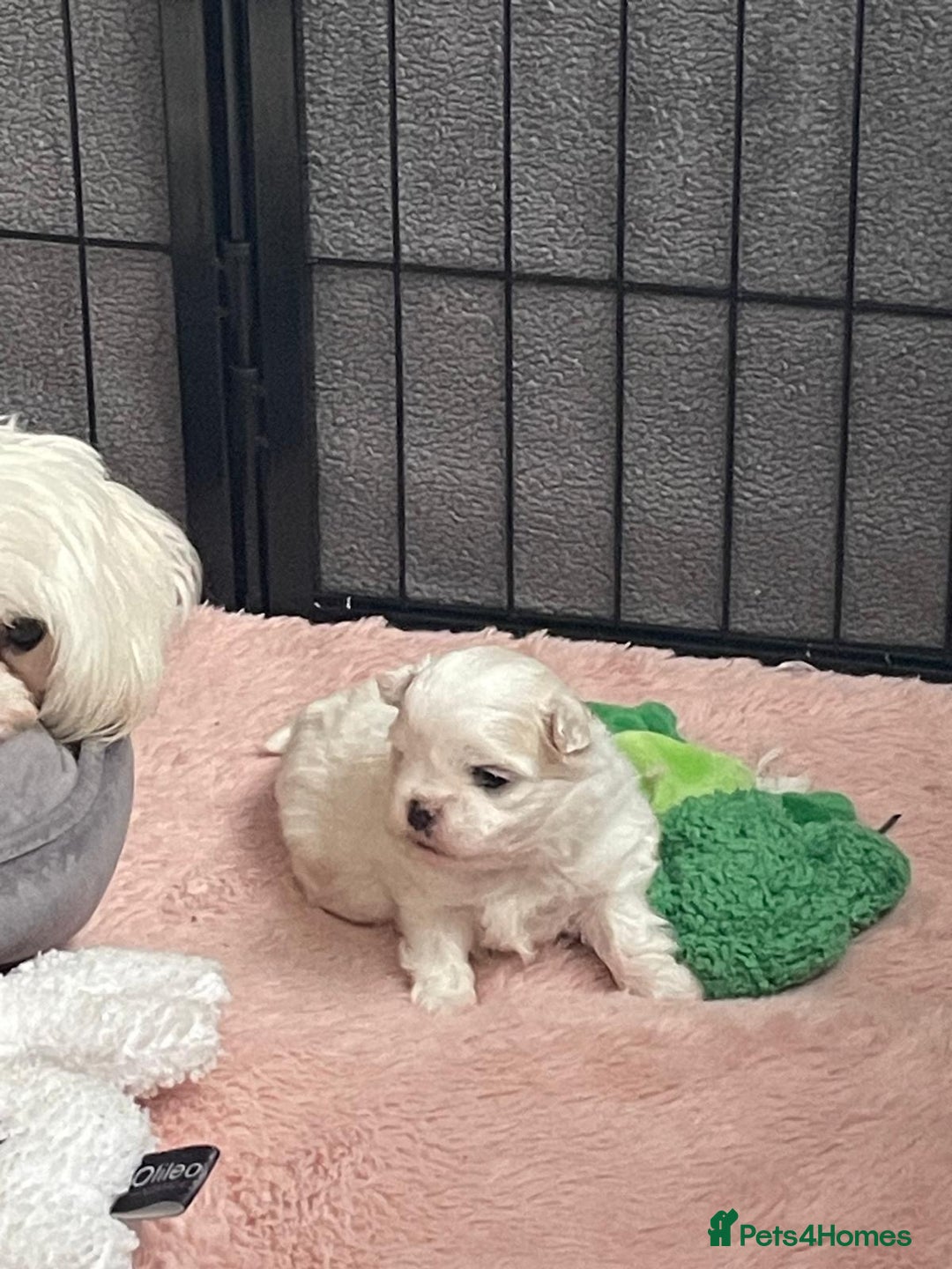 Maltese dogs for sale: 🤩Gorgeous little boy 🤩 - Image 8