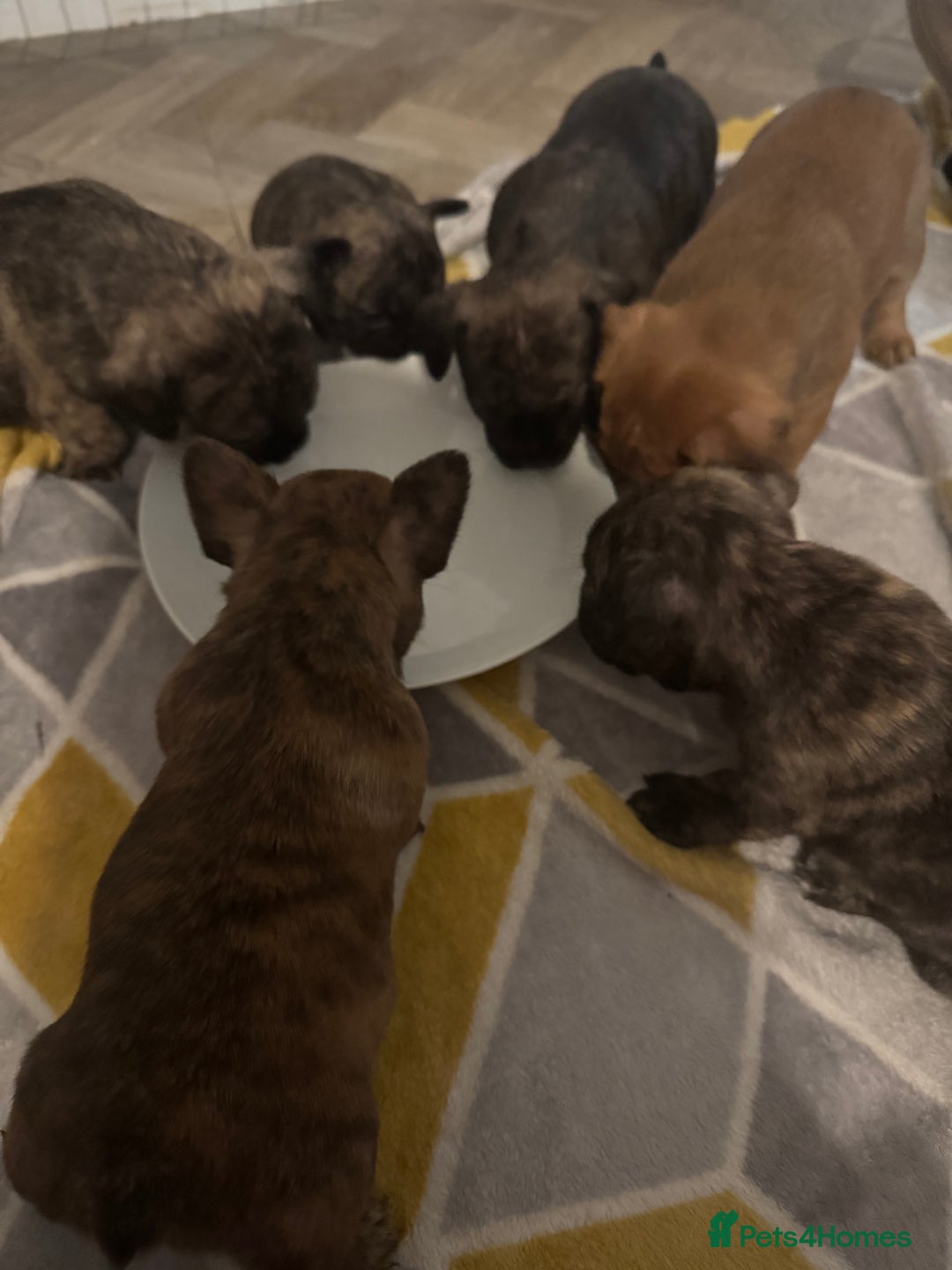Mixed Breed dogs for sale: 1 remaining girl puppy for sale - Advert 4