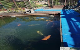 Koi Carp fish for sale: Koi Carp  - Image 8