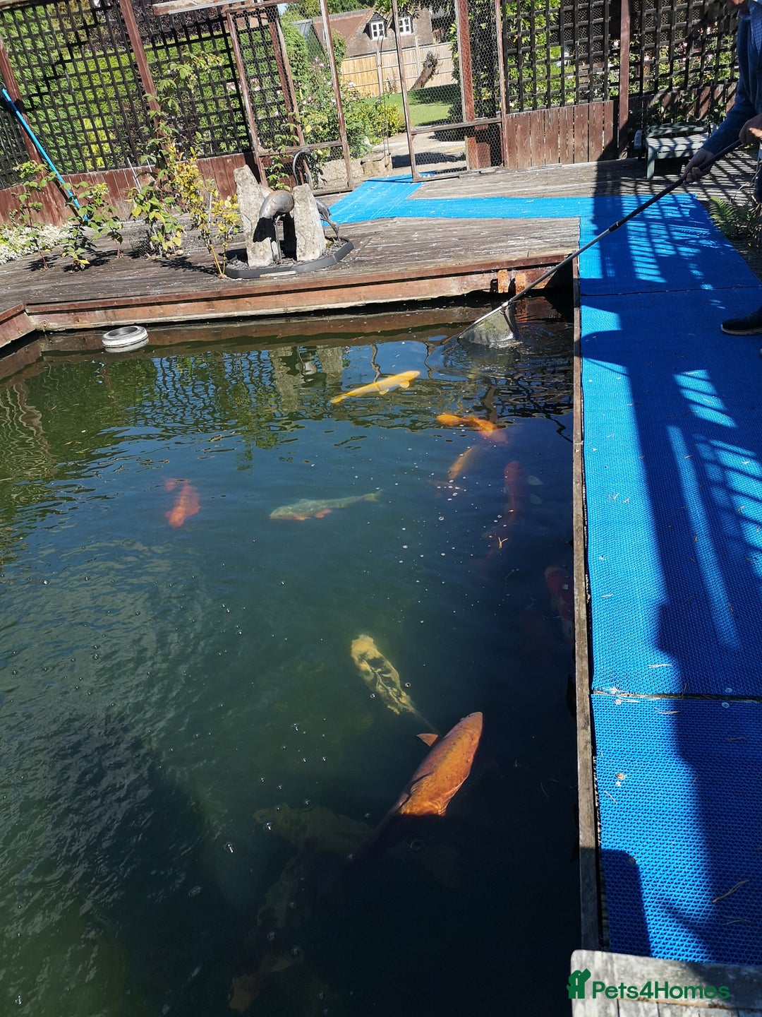 Koi Carp fish for sale: Koi Carp  - Image 8