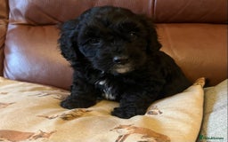 Bordoodle dogs for sale: BORDOODLE puppies DNA screened  - Advert 2