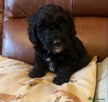 Bordoodle dogs BORDOODLE puppies DNA screened - Advert 7