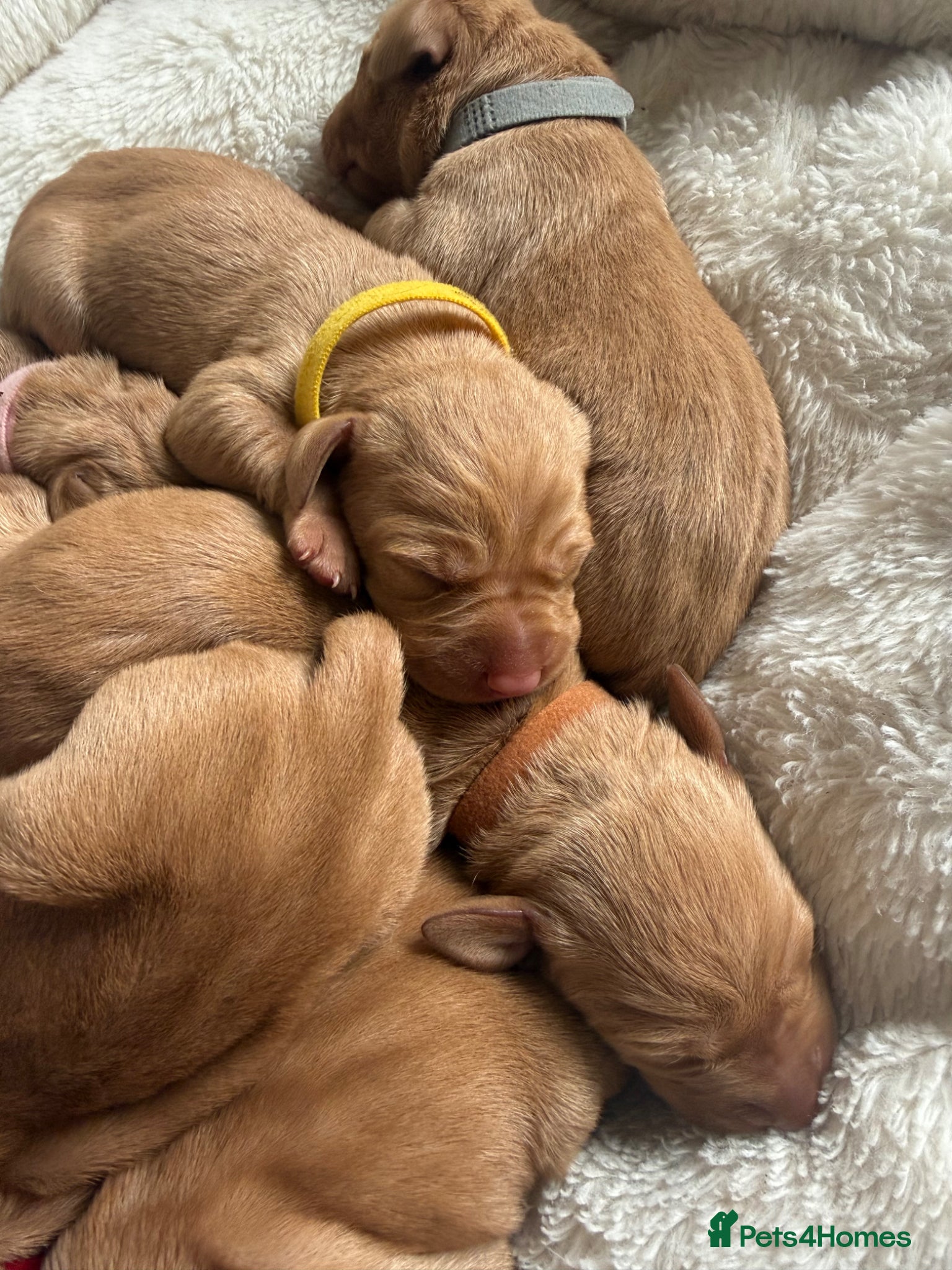 Hungarian Vizsla dogs KC Registered Hungarian Viszla litter  - Advert 3