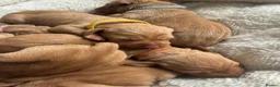 Hungarian Vizsla dogs for sale: KC Registered Hungarian Viszla litter  - Advert 1