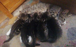 Mixed Breed cats for sale: **last one** mixed breed kittens - Image 4
