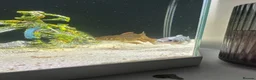 Goldfish fish for sale: Two fancy goldfish and a pleco with tank in Nuneaton - Advert 1