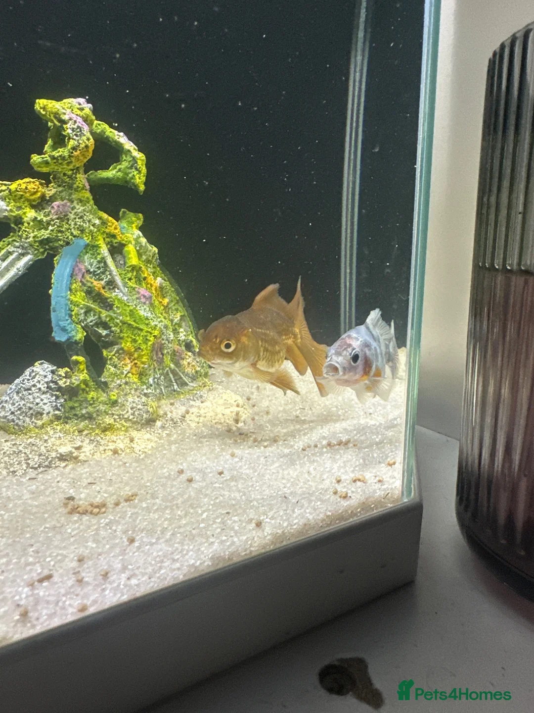 Goldfish fish for sale: Two fancy goldfish and a pleco with tank in Nuneaton - Advert 1