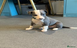 Whippet dogs for sale: Kc reg whippets Hear and eye tested parents  - Image 17
