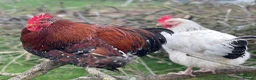 Chickens poultry for sale: Stolen Flock PLEASE HELP RARE BANTAMS  - Advert 4