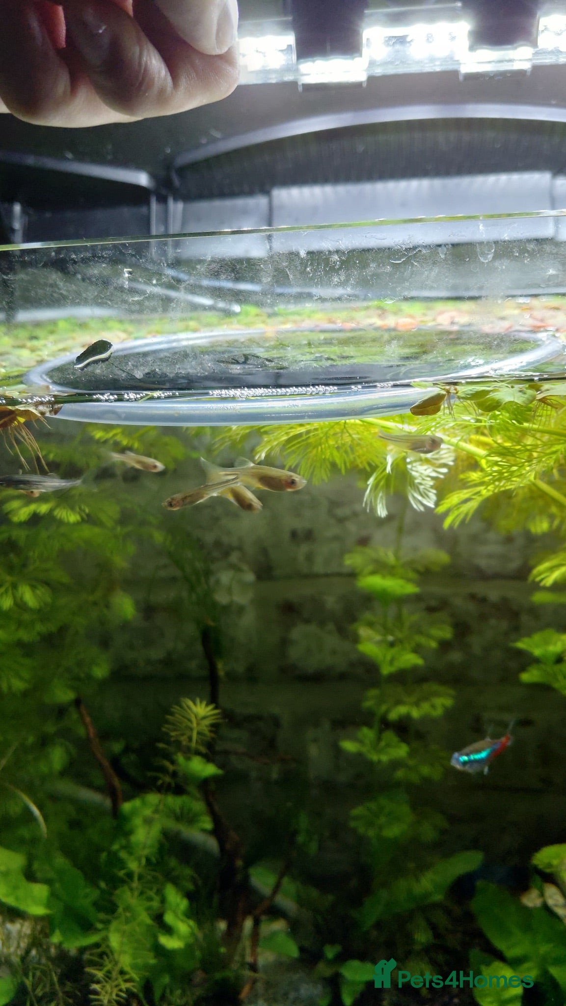 Danios fish 10 Pearl Danio albolineatus - Advert 1