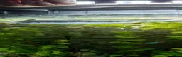 Danios fish for sale: 10 Pearl Danio albolineatus - Advert 1