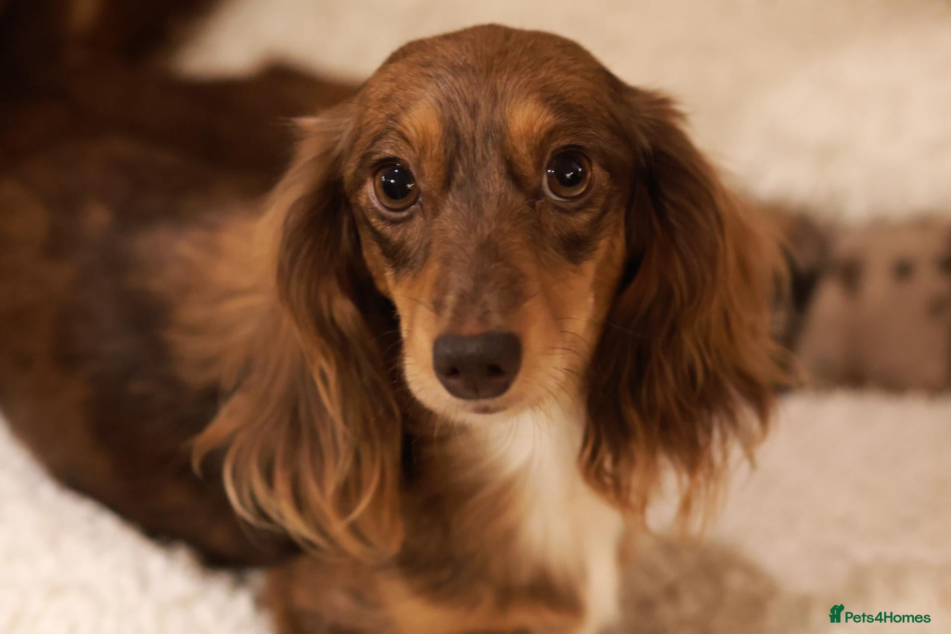 Miniature Dachshund dogs for sale: 5*Licensed+KCreg+Vetchecked+PRAclear+LONG HAIRED - Advert 2