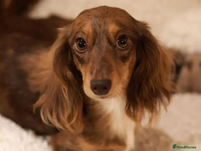Miniature Dachshund dogs for sale: 5*Licensed+KCreg+Vetchecked+PRAclear+LONG HAIRED - Advert 2