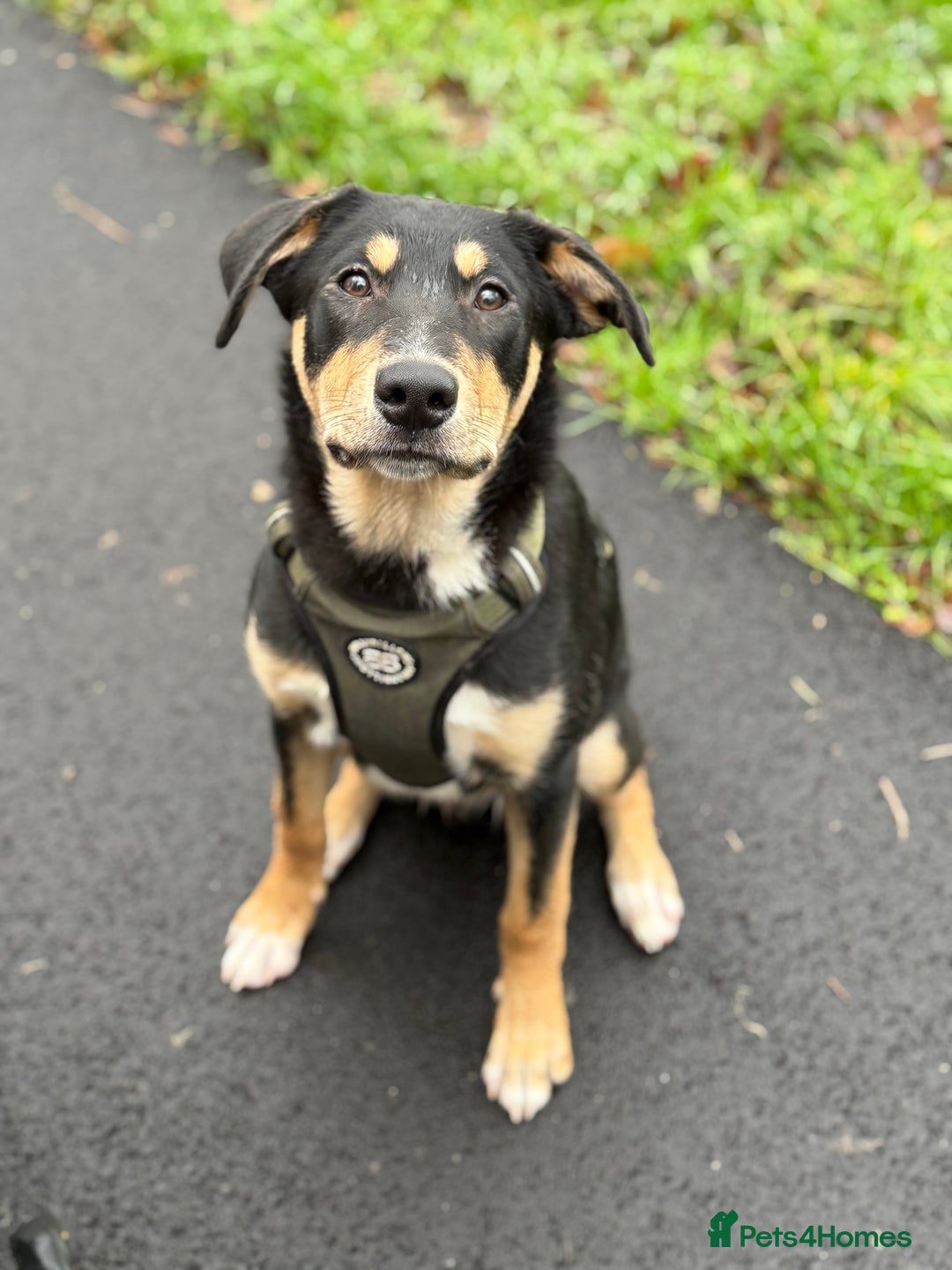 Mixed Breed dogs for sale: Our beautiful boy Koda💙 - Advert 20