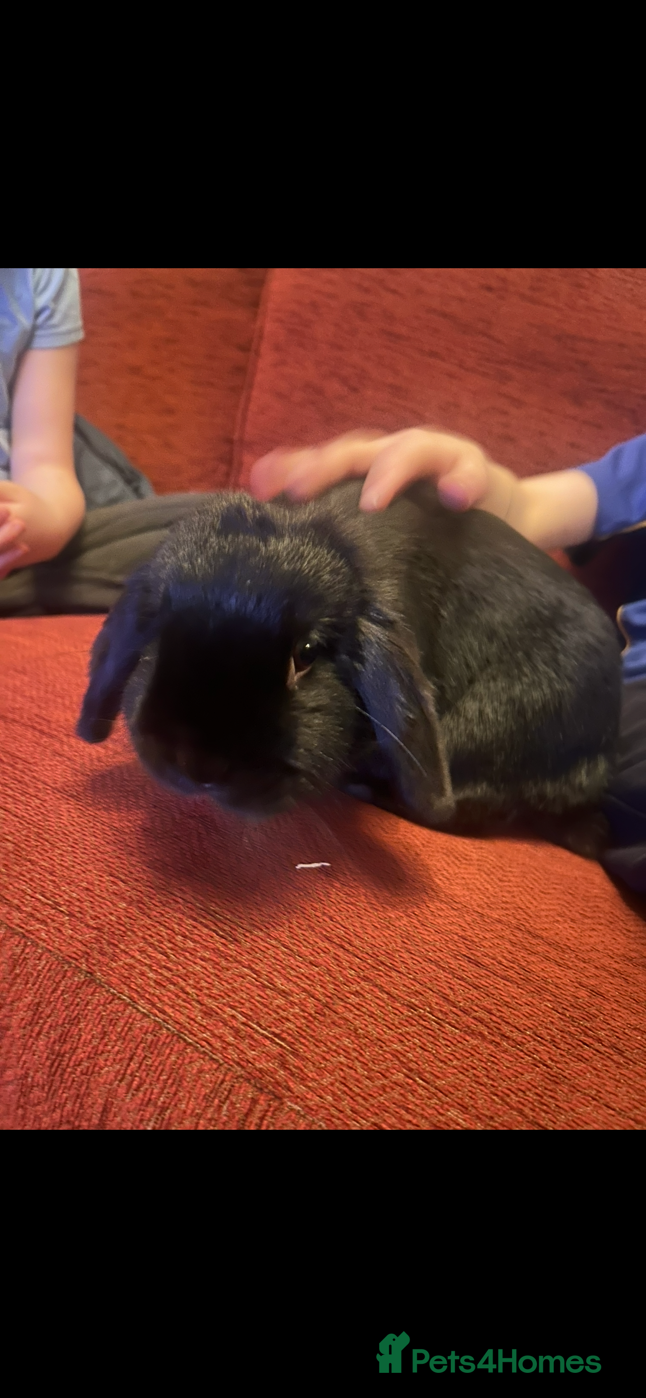 Mini Lop rabbits Mini Lop - Luna 🖤 - Advert 1