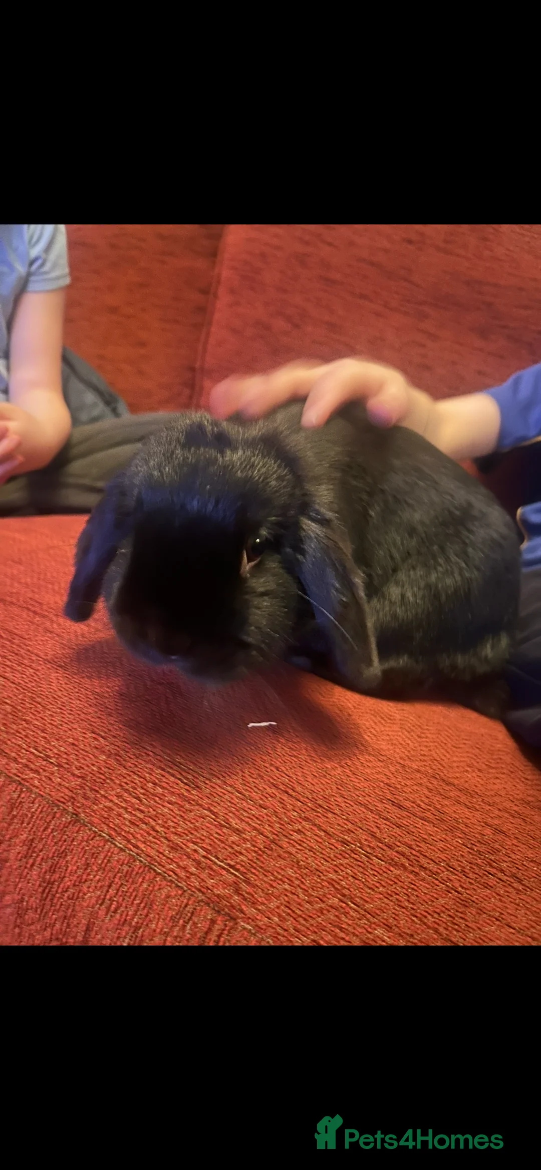 Mini Lop rabbits for sale: Mini Lop - Luna 🖤 - Advert 1