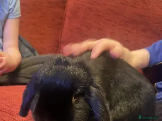 Mini Lop rabbits Mini Lop - Luna 🖤 - Advert 1