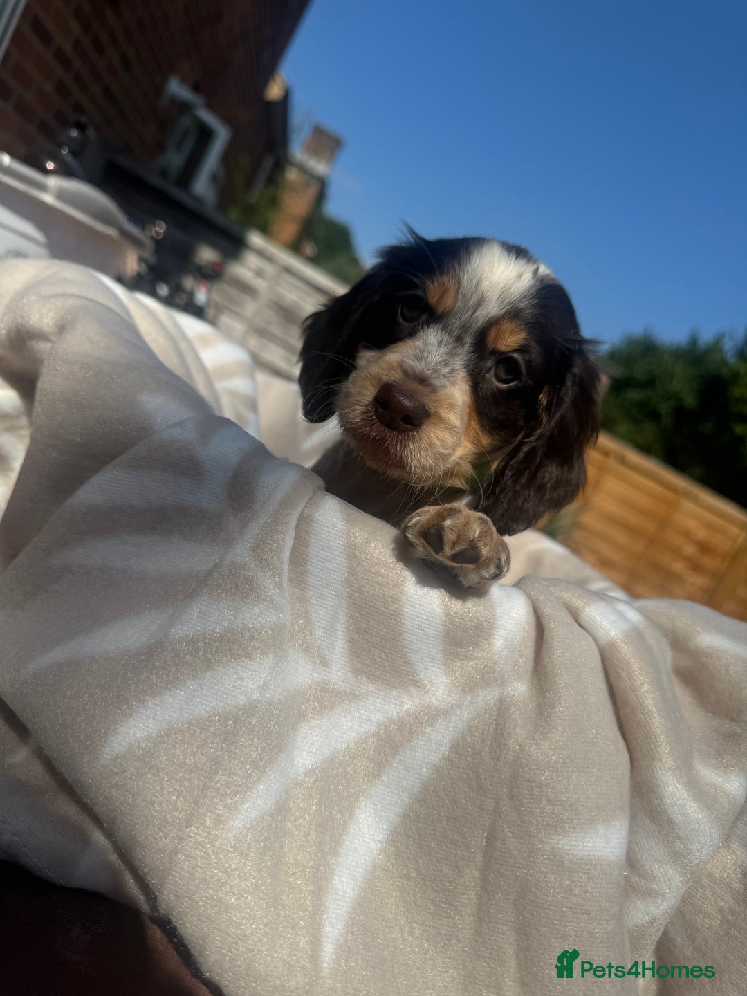 Cocker Spaniel dogs for sale: Beautiful Cocker Spaniel Puppies - Image 3