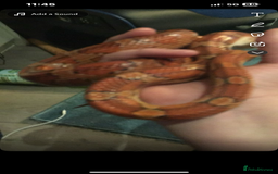 Corn Snake reptiles for sale: Corn snake + set up - Image 8