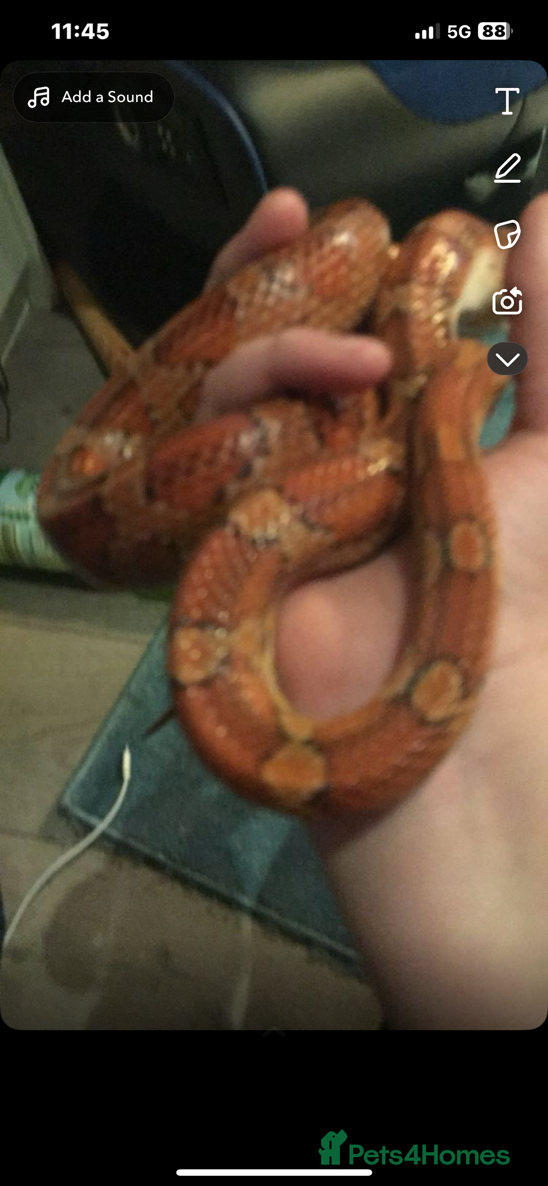 Corn Snake reptiles for sale: Corn snake + set up - Image 8