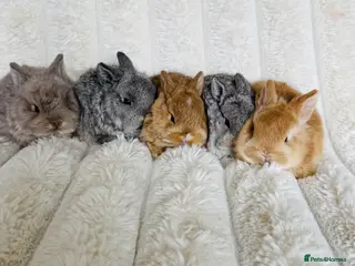 Mixed Breed rabbits Ready EASTER WEEKEND beautiful well handled babies - Advert 1