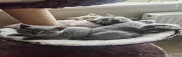 British Shorthair cats for sale: Chunky British Shorthair Kittens - Advert 14