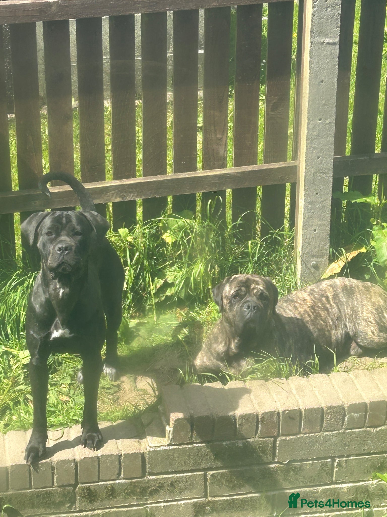 Cane Corso dogs Cane corso puppies  - Advert 5