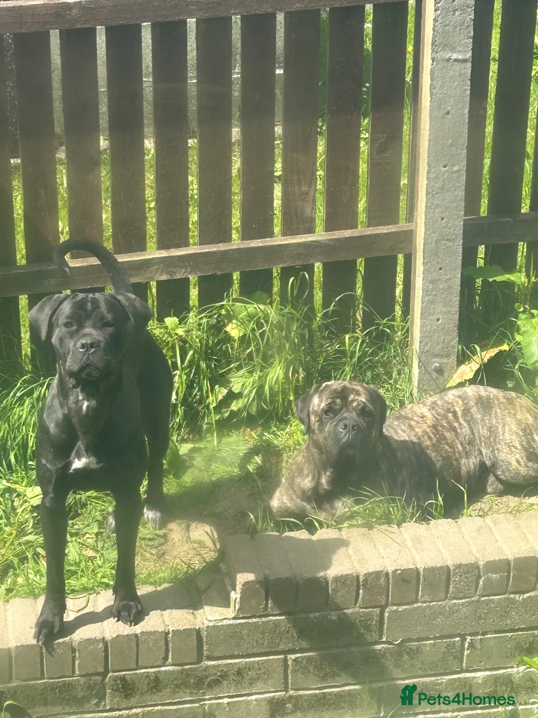 Cane Corso dogs for sale: Cane corso puppies  - Advert 1