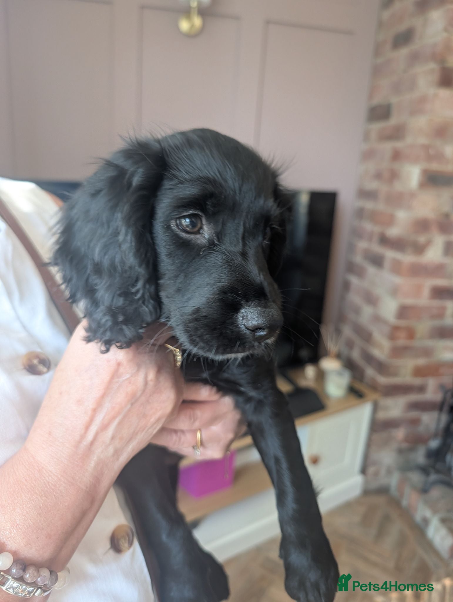 Sprocker dogs Last sprocker puppy, ready for new home now. - Advert 5