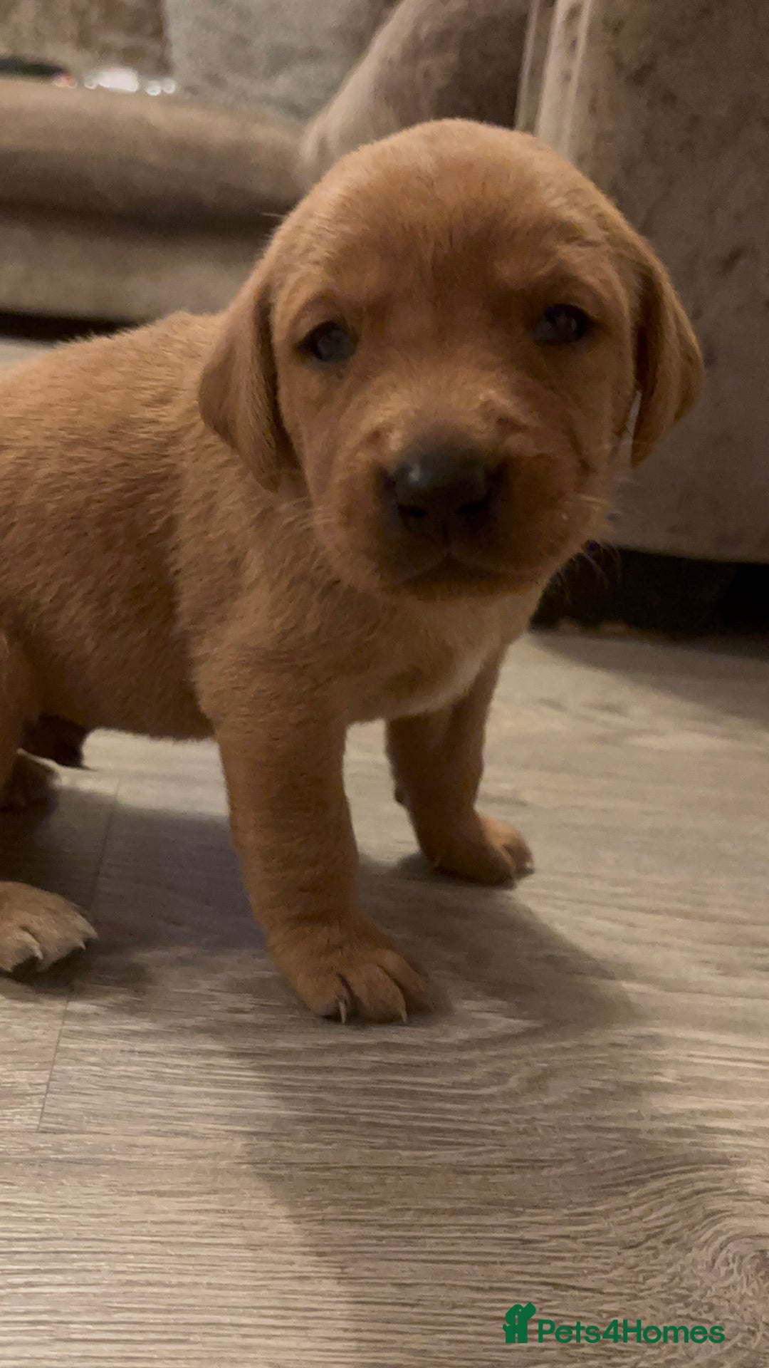 Labrador Retriever dogs for sale: 7 beautiful Labrador puppies red and black  - Advert 13