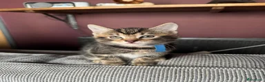 Mixed Breed Kitten 1
