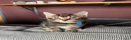 Mixed Breed cats for sale: Adorable Kittens Looking for Their Forever Home - Advert 10